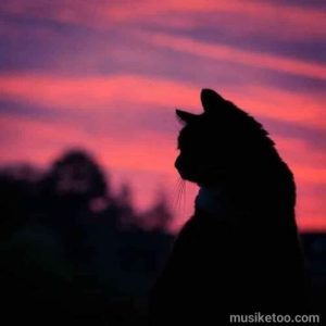 دانلود اهنگ وایرال چرا کردی مرا امشب نگهبان کیفیت 320 دانلود اهنگ وایرال چرا کردی مرا امشب نگهبان کیفیت 320